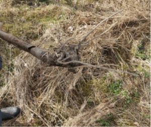 Figure 3. Root death and desiccation at a site in Llangeitho West Wales  (2023)