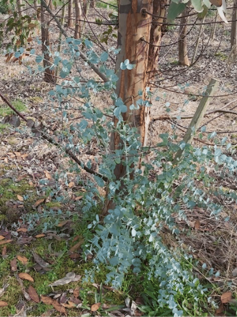Figure 4. Epicormic stump regrowth at Llangeitho West Wales 2023 )