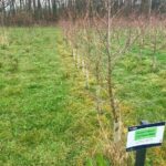 Alder, Aberystwyth, March 2025