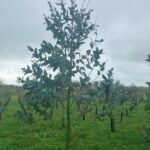 Eucalyptus at Aberystwyth, March 2025