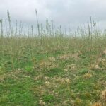 Willow at Aberystwyth, March 2025