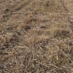Miscanthus Harvest completed, Cockle Park Farm, March 2025