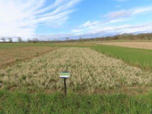 Reed Canary Grass at Cockle Park Farm, March 2025