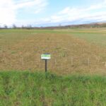 The Sida plot at Cockle Park Farm, March 2025