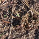 New Miscanthus growth, Boghall, March 2025