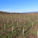 Alder, Boghall, March 2025