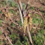 Alder catkins, Boghall, March 2025