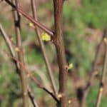 Black Locust at Boghall, March 2025