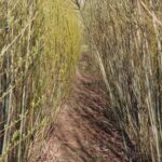 Willow at Boghall, March 2025