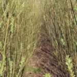 Willow at Boghall, March 2025