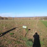 Poplar at Boghall, March 2025