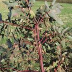 Eucalyptus at Bogall, March 2025