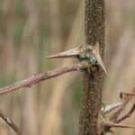 Black Locust at Auchincruive, March 2025