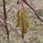 Alder, Auchincruive, March 2025