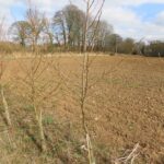 Alder, Auchincruive, March 2025