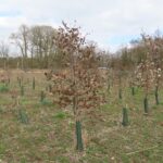 Eucalyptus at Auchincruive, March 2025