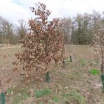 Eucalyptus at Auchincruive, March 2025