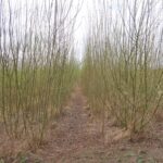 Willow at Auchincruive, March 2025