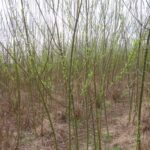 Willow at Auchincruive, March 2025