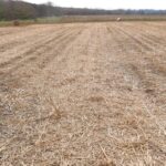 Miscanthus Harvest at Auchincruive, March 2025