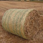 Miscanthus Harvest at Auchincruive, March 2025