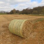 Miscanthus Harvest at Auchincruive, March 2025