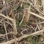 New Miscanthus shoots at Auchincruive, March 2025