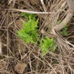 Sida Shoots at Auchincruive, March 2025