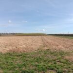 Miscanthus giganteus, Headley Hall, March 2025