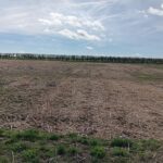 Miscanthus 2023 variety trial, Headley Hall, March 2025
