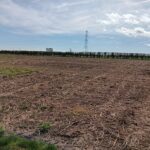 Miscanthus 2024 variety trial, Headley Hall, March 2025