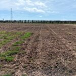 Miscanthus variety trial cover crop comparison, Headley Hall, March 2025