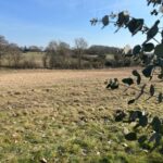 Miscanthus Harvest completed and dry