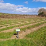 Alder plot at North Wyke, March 2025