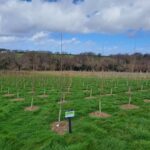 SRF poplar, North Wyke, March 2025