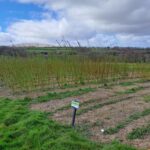 Willow at North Wyke, March 2025