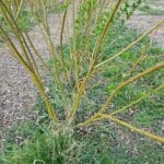 Willow at North Wyke, March 2025