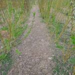 Willow at North Wyke, March 2025