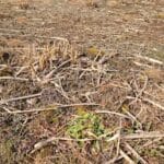 Miscanthus shoots, North Wyke, March 2025