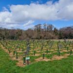 Eucalyptus at North Wyke, March 2025