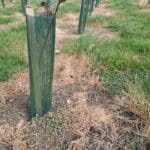 Eucalyptus at North Wyke, March 2025
