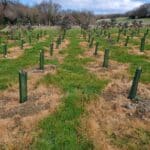Eucalyptus at North Wyke, March 2025
