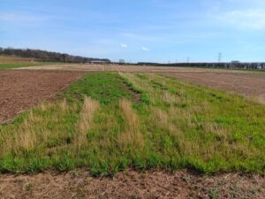 Reed Canary Grass at Headley Hall, March 2025