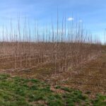 SRC poplar, Headley Hall, March 2025
