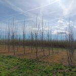 SRF poplar, Headley Hall, March 2025