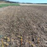 The Sida plot at Headley Hall, March 2025