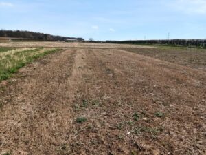 The Switchgrass Plot at Headley Hall, March 2025