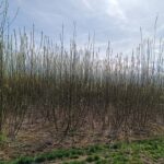 Willow at Cockle Park Farm, March 2025