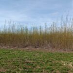 Willow at Headley Hall, March 2025