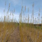 Willow Variety trial Flowering, Headley Hall, March 2025